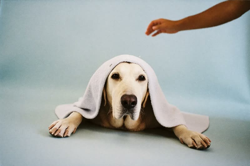 A calm older labrador being towel-dried