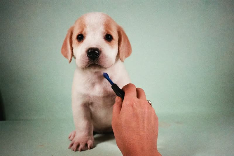 A puppy sitting for its first groom
