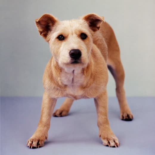 A neatly clipped terrier after a full groom