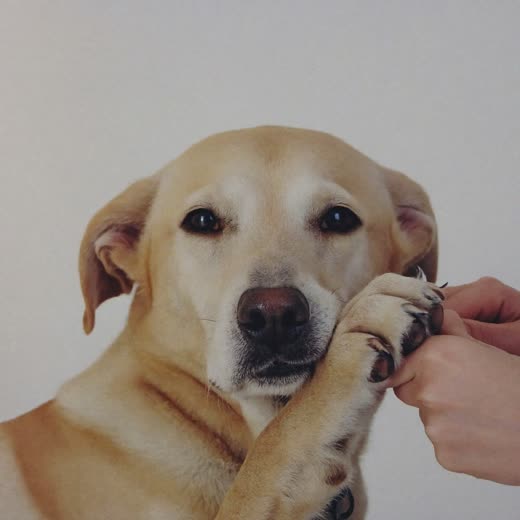 A dog's paw held for a nail trim